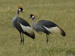 Western_Corridor_(Kirawira)2003-084